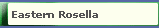 Eastern Rosella