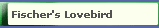 Fischer's Lovebird
