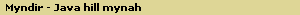 Myndir - Java hill mynah