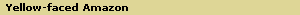 Yellow-faced Amazon