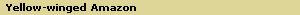Yellow-winged Amazon