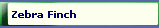 Zebra Finch