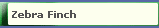 Zebra Finch