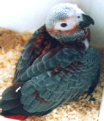African_Grey_-_Pied_juvenile