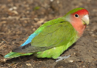 Agapornis2