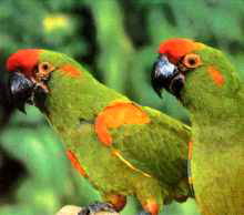 Ararubri