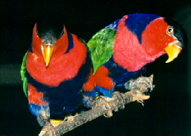 Biak Lory