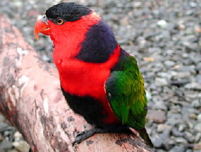 Black-capped