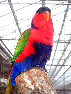Black capped Lory