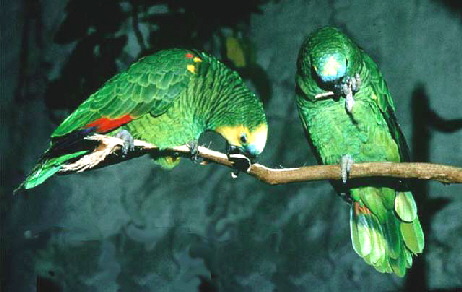 Blue-fronted_Amazon_pair