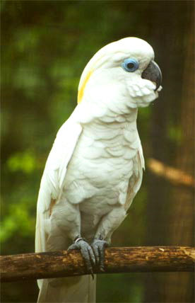 Blue_Eyed_Cockatoo