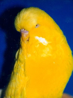Budgerigar_-_Crested_kvk