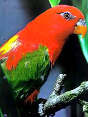 Chattering