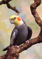 Cockatiel_-_Grey_kk