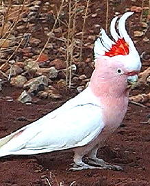 Cockatoo_Major_Mitchell_s