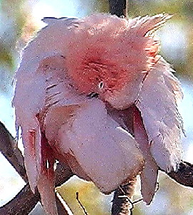 Cockatoo_Major_Mitchell_s3