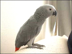Congo_African_Grey