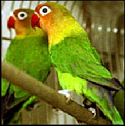 Fischer_s_Lovebird
