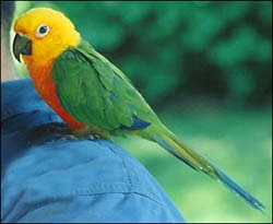 Jandaya_Conure