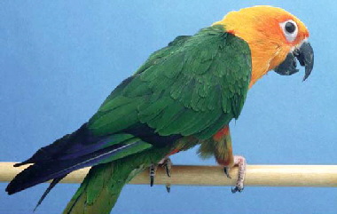 Jandaya_Conure2