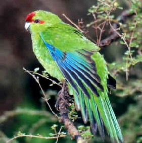 Kakariki3