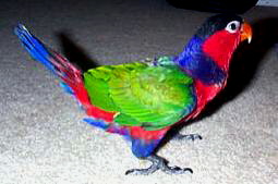 Lorius erythrothorax