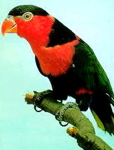 Lorius l.salvadorii