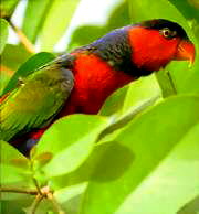 Lorius l.jobiensis