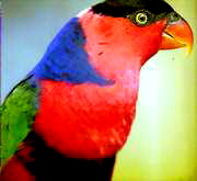 Lory