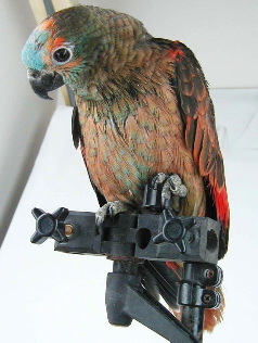 Mutation_Blue-fronted