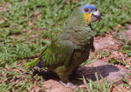 Orang-winged_Amazon