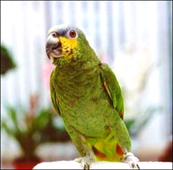 Orange-winged_Amazon