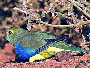 Parrot_Blue-winged2