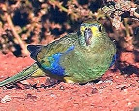 Parrot_Blue-winged3jpg