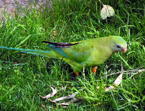 Parrot_Superb1