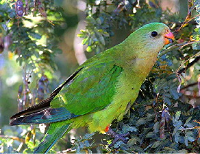 Parrot_Superb4