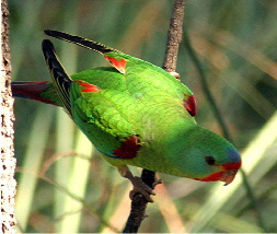 Parrot_Swift13