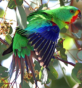 Parrot_Swift402
