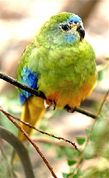 Parrot_Turquoisejpg