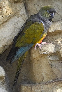 Patagoniana