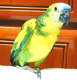 Pied blue-front