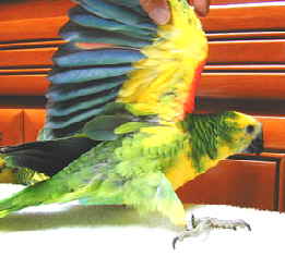 Pied blue-front1