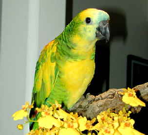 Pied blue-front3