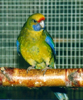 Platycercus_caladonicus1
