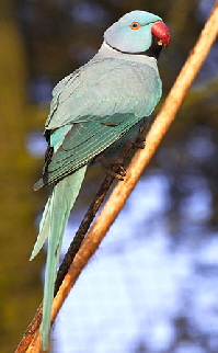 Psittacula krameri3
