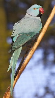 Psittacula krameri302