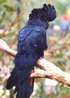 Red-tailed_black1 Red-tailed_black1