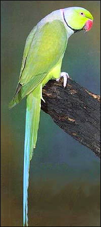 Ring-necked_Parakeet