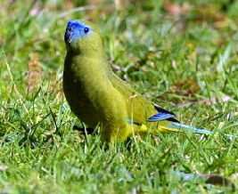 Rock parrot