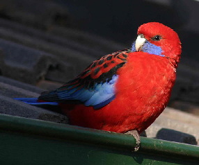 Rosella_Crimson2202
